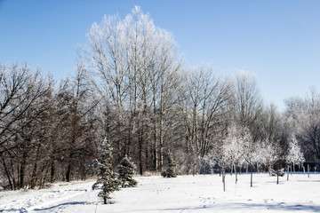 Fototapeta na wymiar A Trees on a winter day