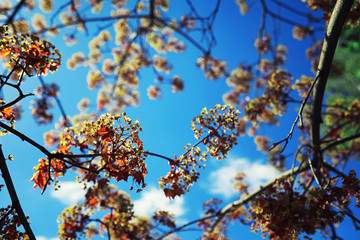 Bright spring greens at dawn in the forest. Nature comes to life in early spring.