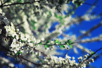 Bright spring greens at dawn in the forest. Nature comes to life in early spring.