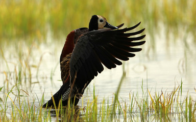 Happy Bathing, White-faced whistling duck catch on camera while happily having bath on the water in the rice field. 