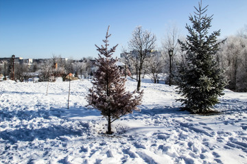 A Trees on a winter day