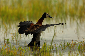 Happy Bathing, White-faced whistling duck catch on camera while happily having bath on the water in...