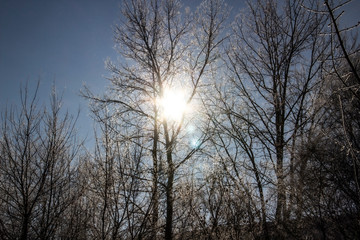 a Luminous sun make a light through tree branches. God light. Winter
