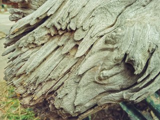 Tree stump without bark