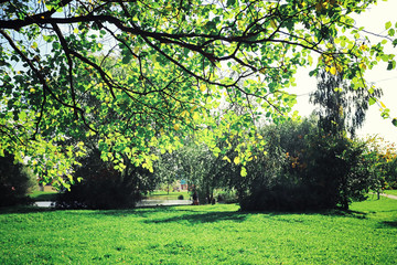 Naklejka premium Bright spring greens at dawn in the forest. Nature comes to life in early spring.