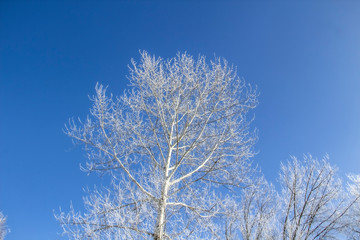 a snowy trees in the blue sky. Sunny day