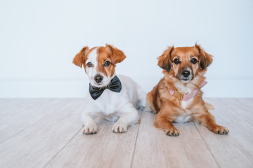 two cute small dogs lying on the floor at home wearing elegant bow tie and collar. Friendship