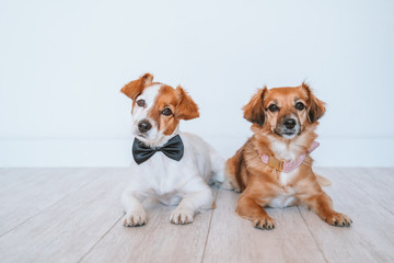 two cute small dogs lying on the floor at home wearing elegant bow tie and collar. Friendship