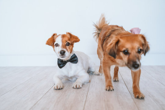 two cute small dogs lying on the floor at home wearing elegant bow tie and collar. Friendship