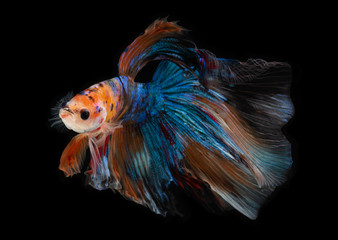Fototapeta premium Half moon nemo betta fish.