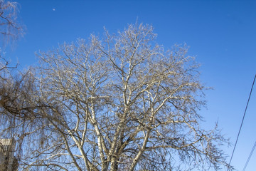 a snowy trees in the blue sky. Sunny day