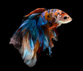 Fototapeta premium Half moon nemo betta fish.