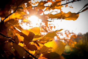 autumn beech leafs in sunset