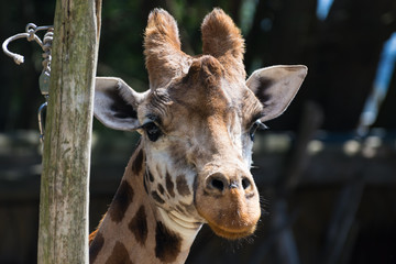 Naklejka premium Giraffe at Wellington Zoo