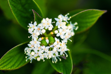beautiful white flowers on blurred natural background