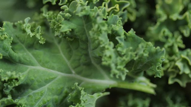 Bright green kale spinning 05