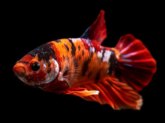 Half moon nemo betta fish.