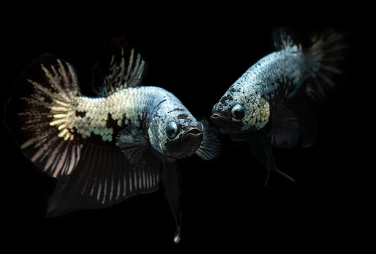 Black samurai betta Siamese fighting fish with black background.