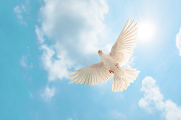 white dove flying on sky in beautiful light for freedom concept