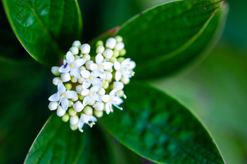 bush with white flowers and green leaves on dark natural background