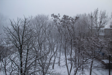 A Trees on a winter day. A Foggy day