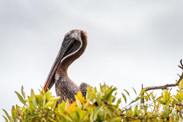 Brown Pelican in the Galapagos Islands sits on a mangrove tree in the National Park of the...