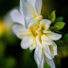 beautiful white dahlia flower in garden at bright sunny day