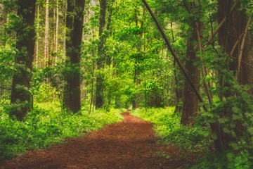 path in the forest