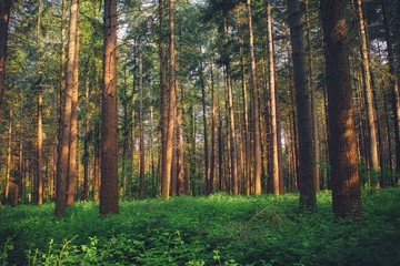 Obraz premium Lines of trees