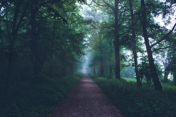 Obraz premium Forest path in the fog