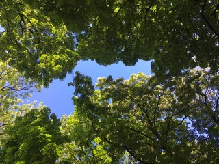  Beautiful blue sky over the crowns of trees.