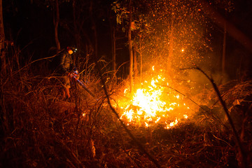 Forest fire burning trees at night.