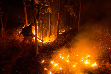 Forest fire burning trees at night.