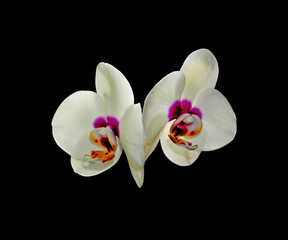 Beautiful motley orchid isolated on a black background