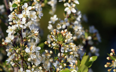 blooming apple tree for background