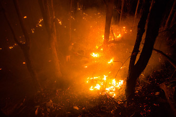 Forest fire burning trees at night.