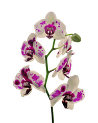 Beautiful variegated orchid isolated on a white background