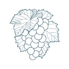 Grape and leafs ornament. Grape bunch outline vector illustration. Grape and leaves hand drawn sketch drawing. Part of set.