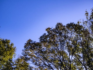 Obraz premium 台風一過 青空