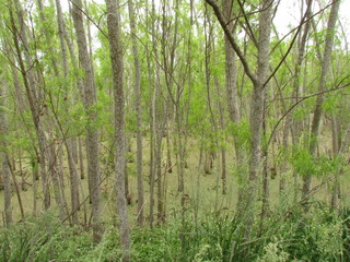 Car ride around the lagoon.