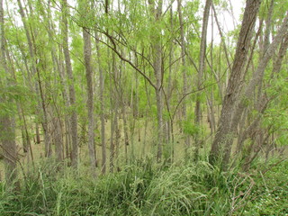 Car ride around the lagoon.