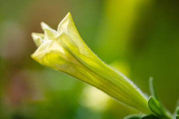 beautiful white datura flower in garden at bright sunny day