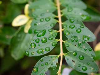 雨上がりの葉っぱに滴る水滴