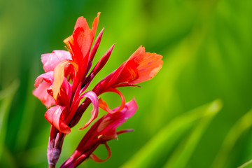 red canna lilies at summer garden in morning sunlight 