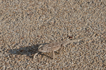 Chameleon in Xaghra, Malta