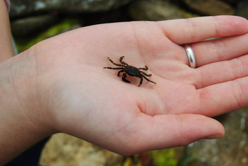 beetle in hand