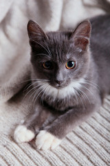Grey kitten