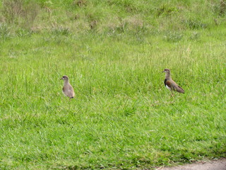 The Abibe-do-sul (Teruteru or Quero-quero - Vanellus chilensis) bird is very common throughout South America.