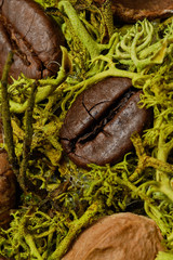 Coffee beans on a of green moss