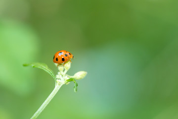 Plakat orange ladybug on green leaf and soft background in the morning 